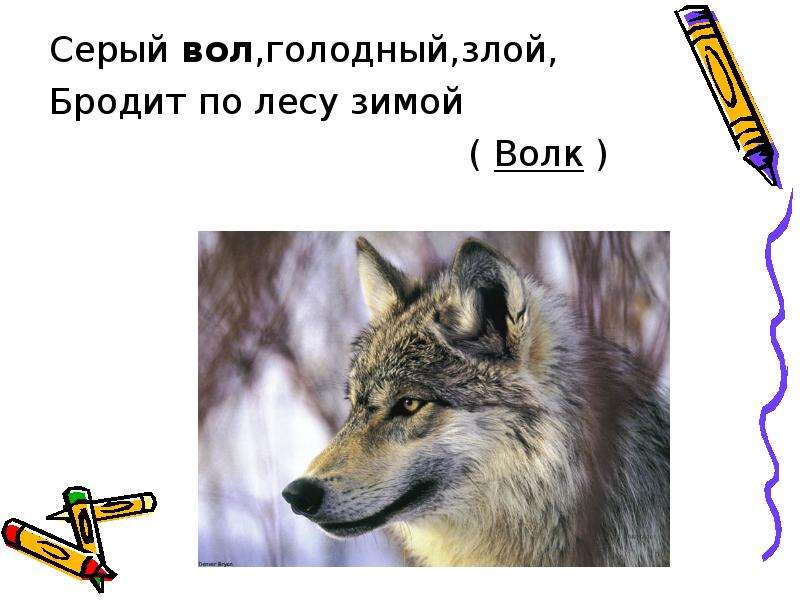 Загадка про волка для детей. Загадка про волка. Загадка про волка для дошкольников. Серый волк голодный злой бродит по лесу зимой.