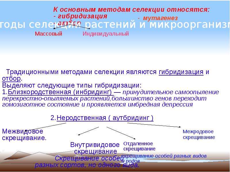 Метод селекции мутагенез. Основные методы селекции отбор гибридизация мутагенез. Что относится к основным методам селекции. Селекция растений отбор мутагенез гибридизация. К основным методам селекции относят.