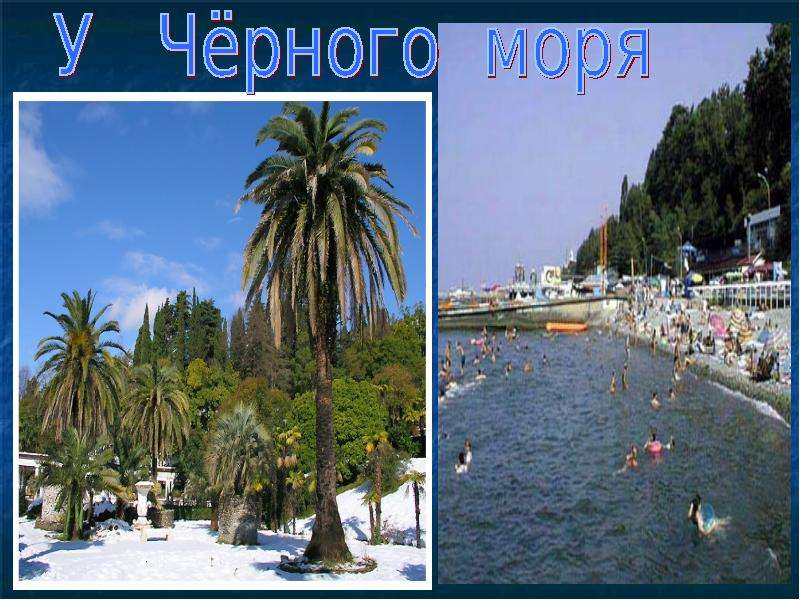 У черного моря 4 класс. Проект у чёрного моря 4 класс. Побережья черного моря проект 4 класс. У черного моря субтропики человек. Природная зона черного моря 4 класс.