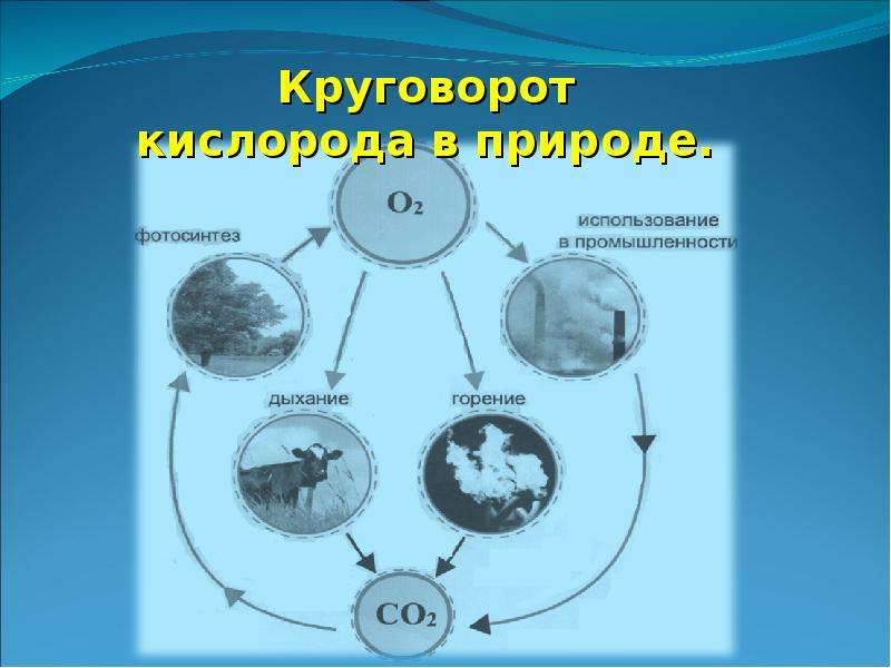 Кислород в природе. Круговорот кислорода схема. Круговорот кислорода в природе схема химия. Круговорот веществ кислорода схема. Схема круговорота кислорода схема.