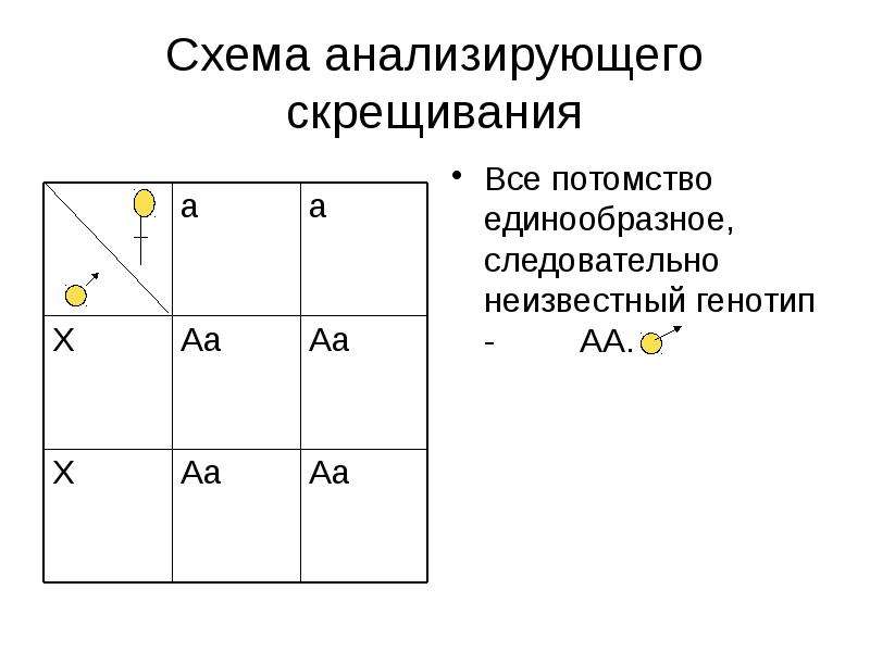 Схема анализирующего скрещивание