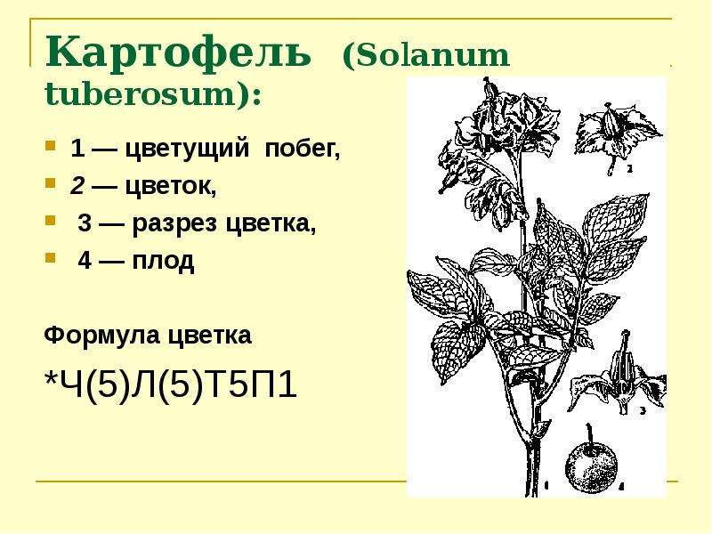 Формула цветка о 2 2т3п1. Solanum tuberosum побеги. Формула цветка картофеля. Solanum tuberosum формула цветка. Полисахариды побегов Solanum tuberosum что это.