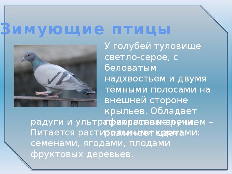 Сколько составляла голубиная повинность. Интересные факты о голубе. Факты о голубях. Интересные факты о голубях. Голубь зимующая птица описание.