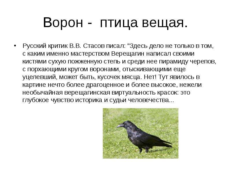 Ворона описание. Ворон доклад 2 класс. Описание вороны. Ворона доклад. Интересные факты о воронах.