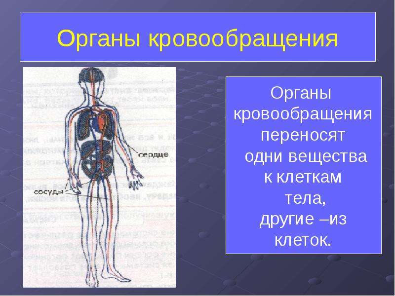 Презентация 4 класс система кровообращения 4 класс