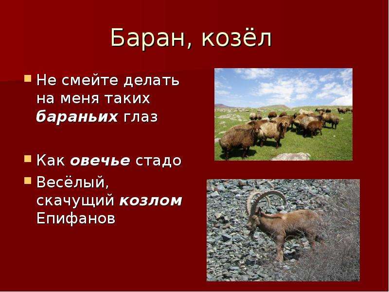 Баран вес. Сколько весит баран. Козел и баран. Модель баран и козел. Козел бараны главный.