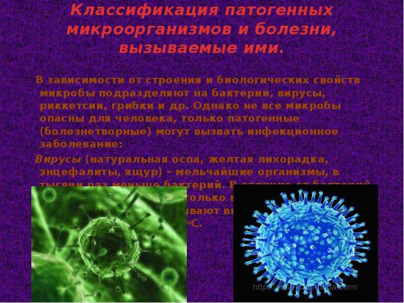Биологические свойства бактерий