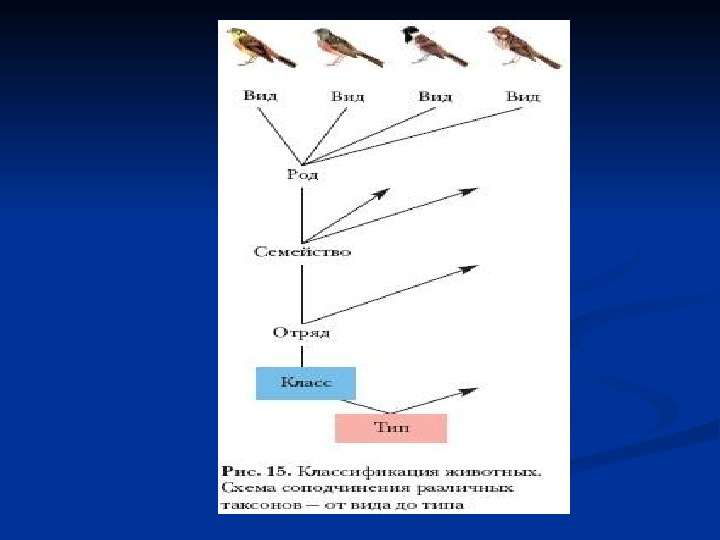 Классификация животных и основные систематические группы   7 класс. Биология.   3 урок., слайд №6