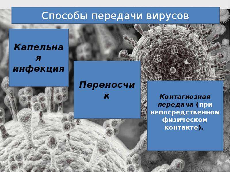 Неклеточная форма жизни 10 класс презентация 10 класс