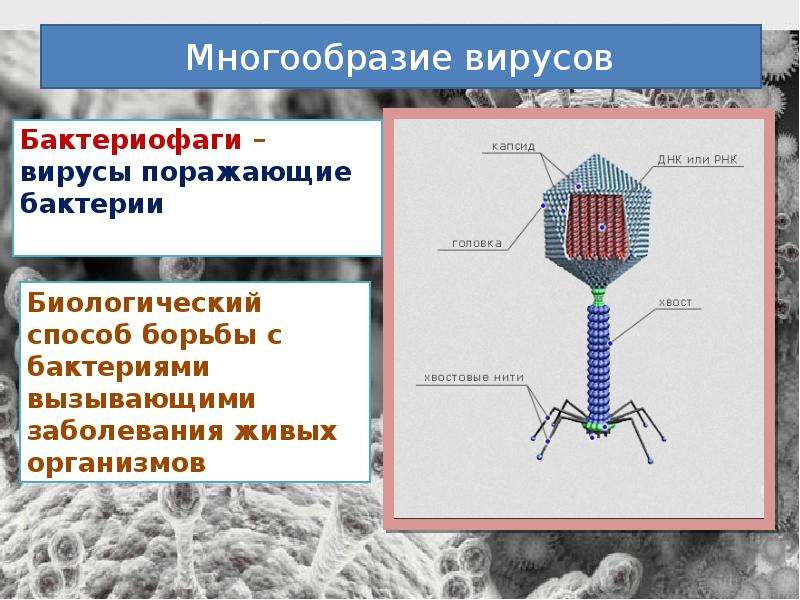 Наследственный аппарат вируса формы жизни бактериофаги. Неклеточные формы жизни вирусы и бактериофаги. Микроорганизм бактериофаг. Форма вируса бактериофага. Бактериофаг биология 10 класс.