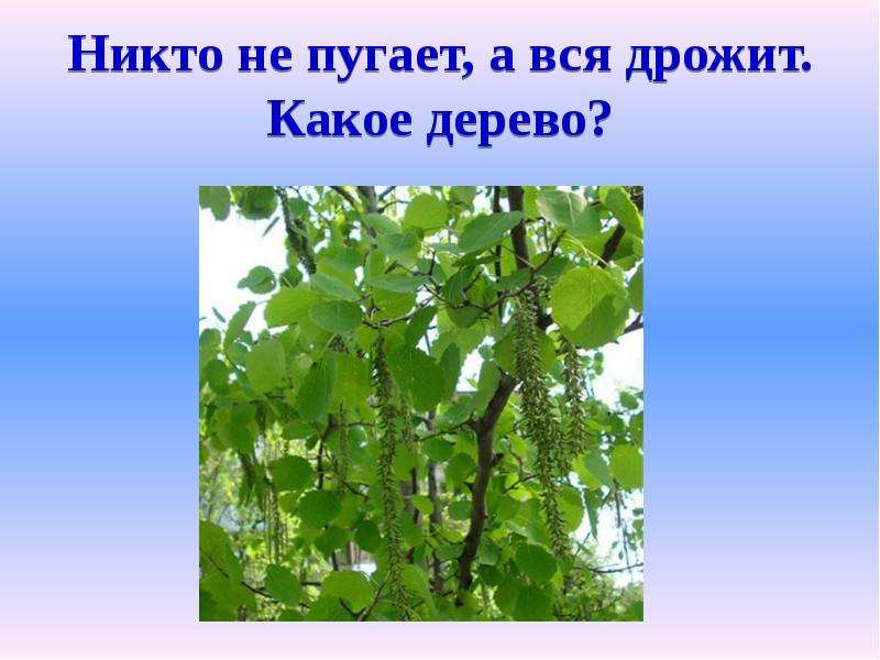 Никто не пугает а вся дрожит. Никто не пугает а вся дрожит отгадка. Никто не пугает. Загадка никто не пугает а Ася дрожи т.