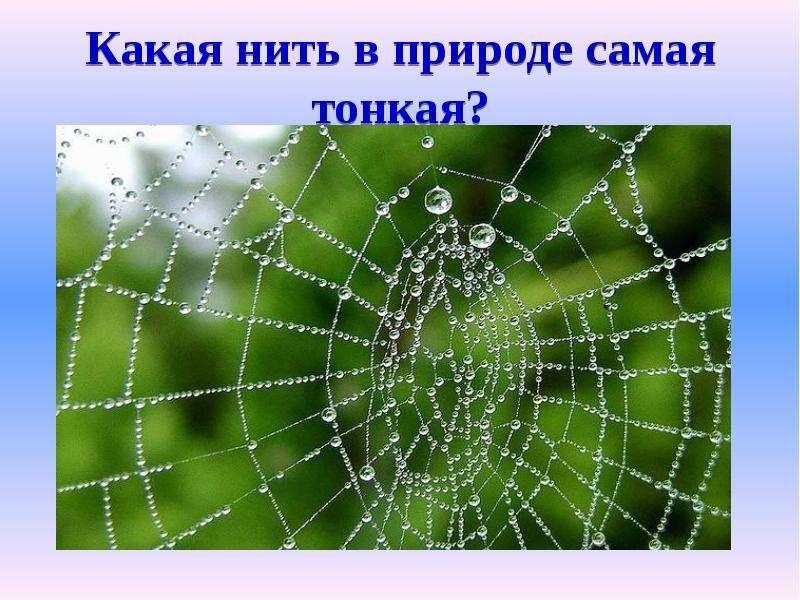 Какая самая тонкая. Какая нить в природе самачтонкая. Какая нить в природе самая тонкая. Паутина самая тонкая нить. Кака нить в природе самая тонкая.