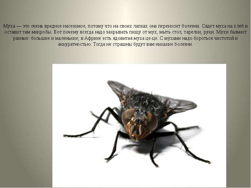 Муха огэ. Вредные насекомые. Комнатная Муха заболевания. Вредные насекомые для человека. Заболевания которые переносят насекомые.