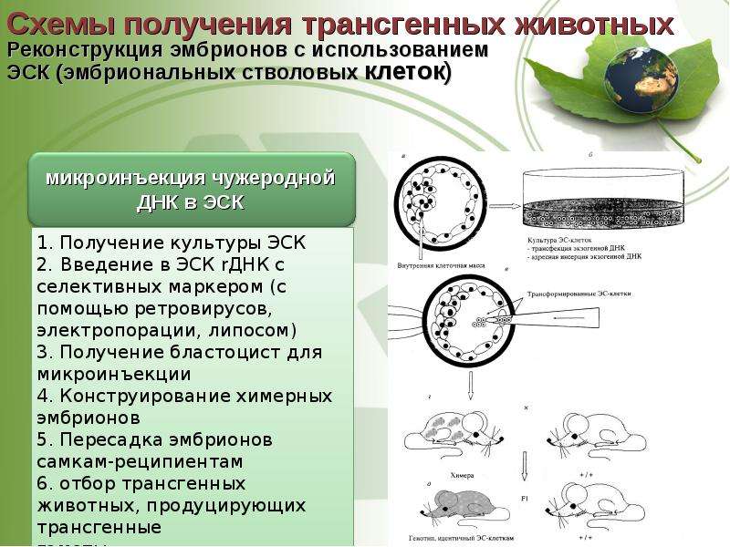 Презентация на тему трансгенез