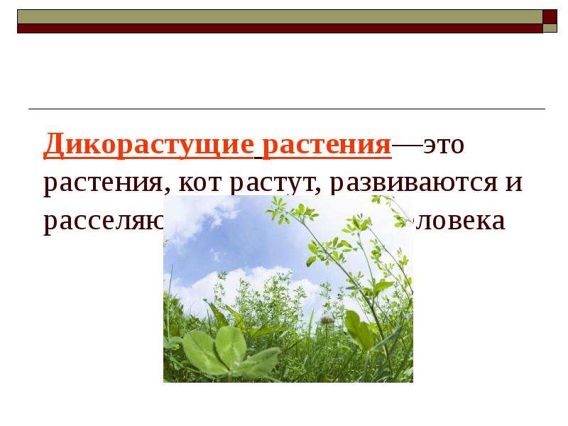 Дикорастущие растения используемые человеком 6 класс. Дикорастущие и культурные растения. Дикорастущие травы. Цветы дикорастущие и культурные. Дикорастущие растения названия.