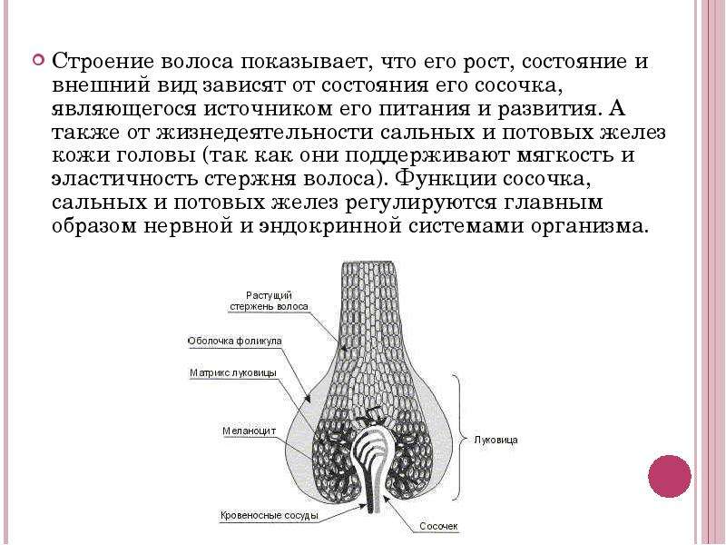 Строения зависит от. Внешний вид волоса строение. Структура и состояние волос. За счет чего происходит формирование волоса и его рост. К структурам волоса относятся.