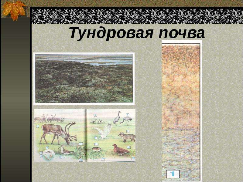 Тундровая почва. Тундрово-глеевые почвы рисунок. Рисунок почвенного профиля тундровой зоны. Тундровая глеевая почва рисунок.