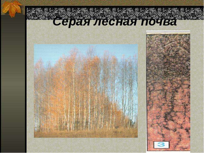 Земля кормилица 4 класс. Серые Лесные почвы России. Серая Лесная земля. Растительный мир серых лесных почв. Серые Лесные почвы растения.