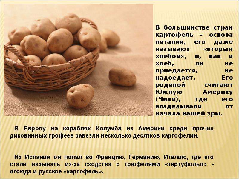 Интересные факты о картофеле презентация
