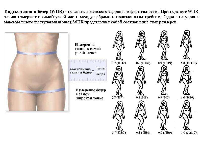 Отношение талии к бедрам. Соотношение талии и бёдер. Соотношение талии и бедер (WHR). Индекс талия бедра. Индекс соотношения талия бедра.
