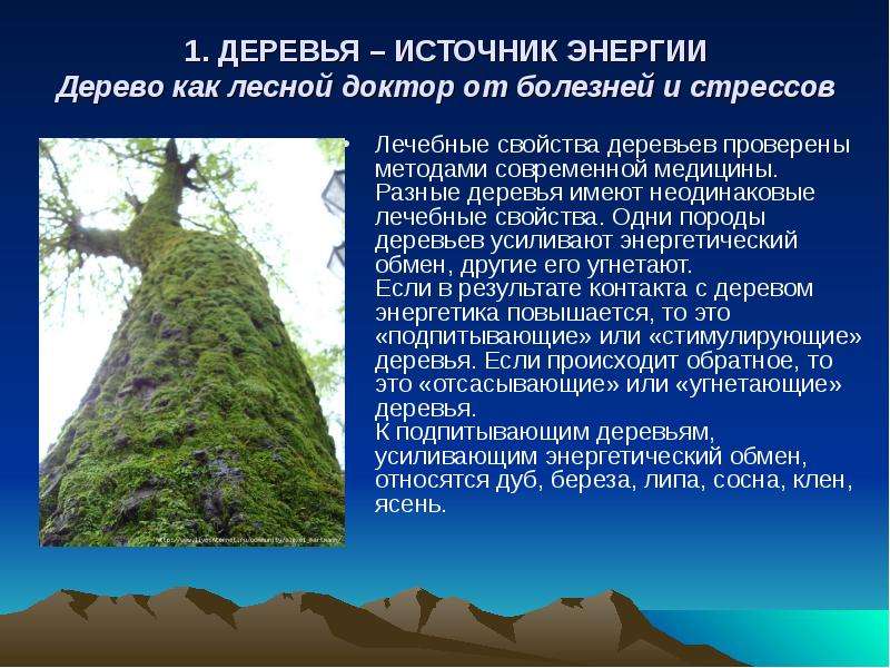 Древесная энергия. Дерево источники энергии. Энергетика деревьев. Источник энергии леса. Полезные свойства дерева.