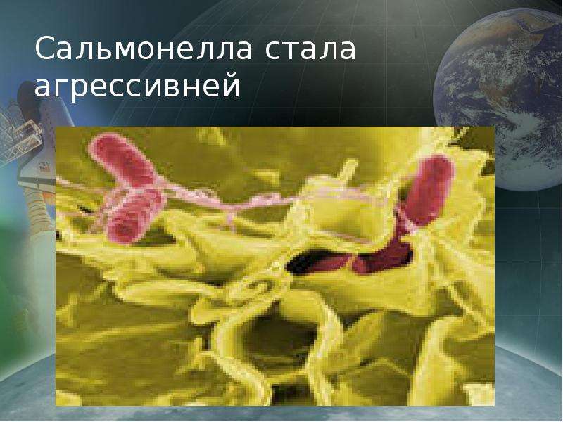 Биологические исследования в космосе  Учащиеся 8 класса, слайд №13