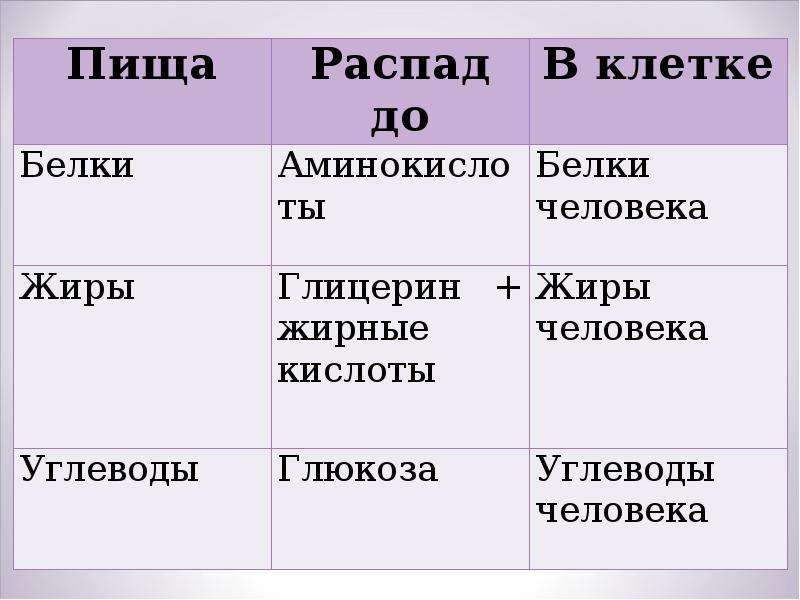 Презентация органы пищеварения 8 класс биология