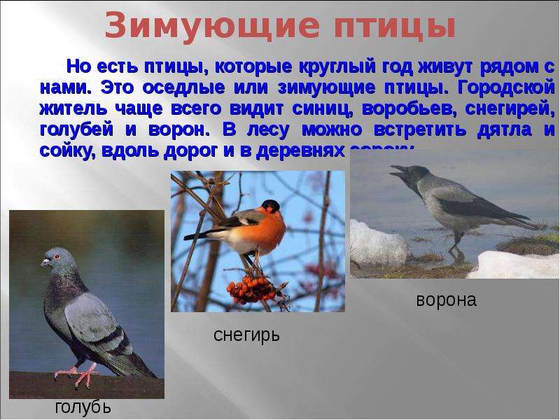 В каких произведениях есть птицы. Зимующие птицы Московской области. Птицы которые живут круглый год. Рассказ о зимующих птицах. Птицы которые живут рядом с нами.