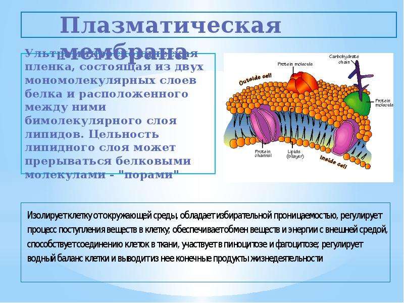 Состоит из двух слоев