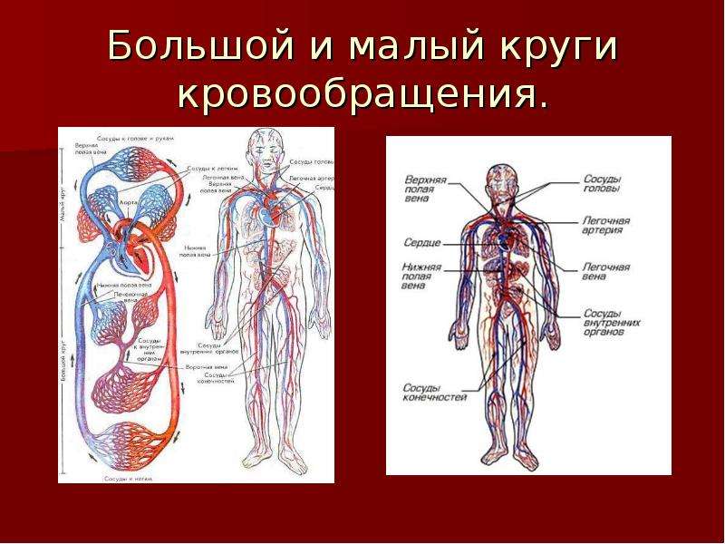 Презентация по биологии 8 класс транспортные системы организма