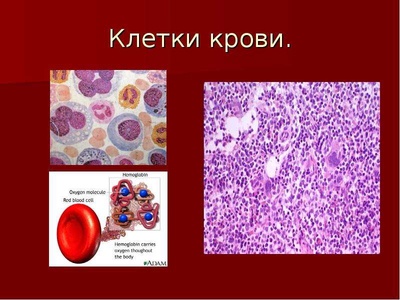 Назовите тип форменного элемента крови представленного на рисунке укажите численность этих клеток