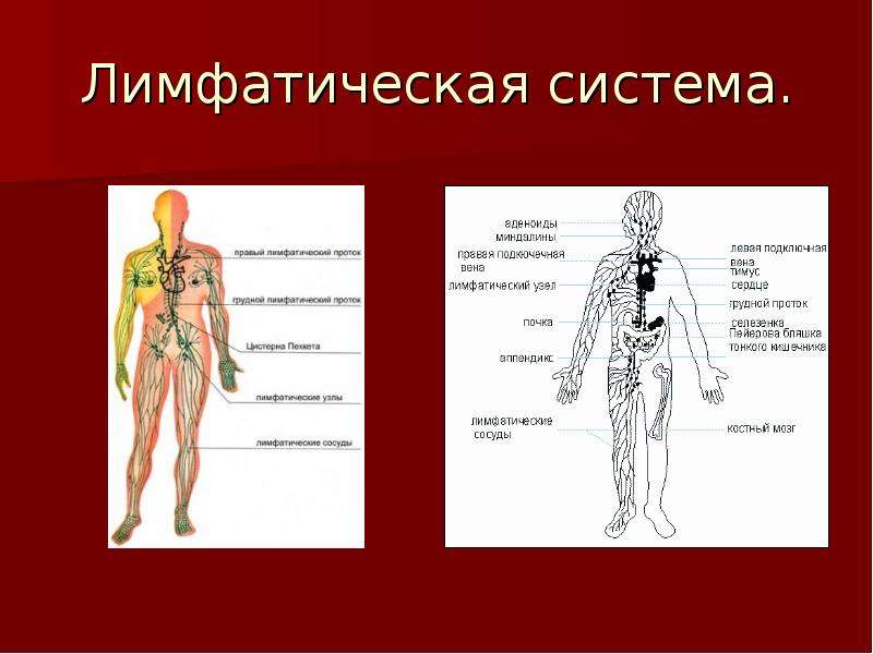 Биология 8 класс транспортные системы организма презентация