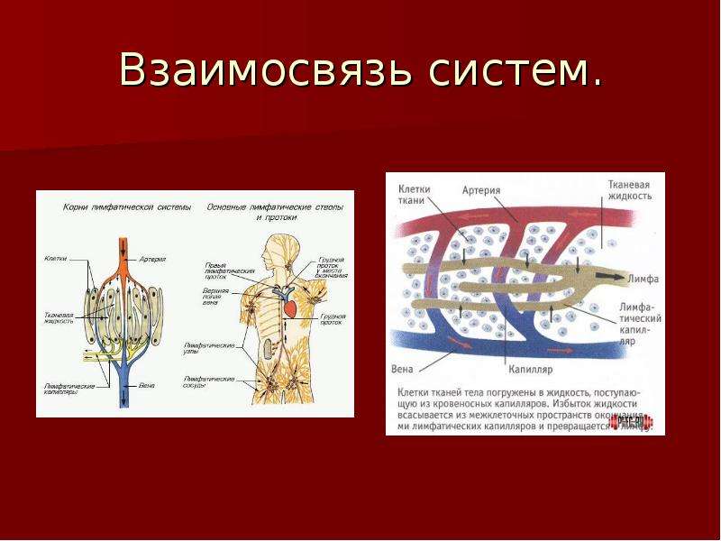 Взаимосвязь систем органов в организме человека. Транспортные системы организма. Взаимосвязь органов и систем органов. Взаимосвязь систем органов человека схема. Транспортная система по биологии.