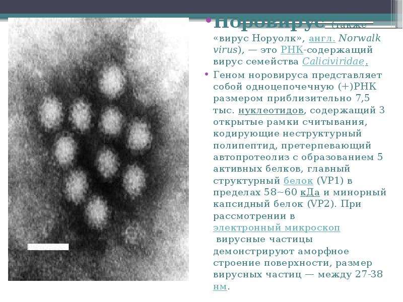 Генотип вируса это. Норволк вирус и норовирус. Калицивирусы Caliciviridae. РНК норовирус 2 генотипа что это. Норовирусная инфекция презентация.