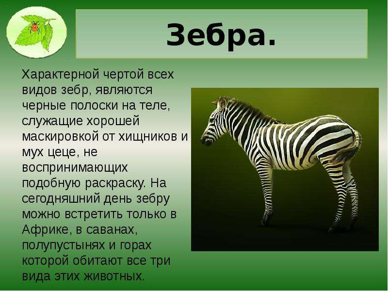 Интересные животные 2 класс. Зебра описание. Доклад про зебру. Зебра презентация. Презентация на тему Зебра.