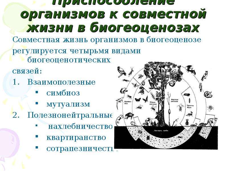 Вследствие чего в одном биогеоценозе происходит смена. Совместная жизнь организмов в биогеоценозе. Совместная жизнь видов в биогеоценозе. Приспособление видов к совместной жизни в биогеоценозе. Приспособленность организмов к совместной жизни в биогеоценозе.