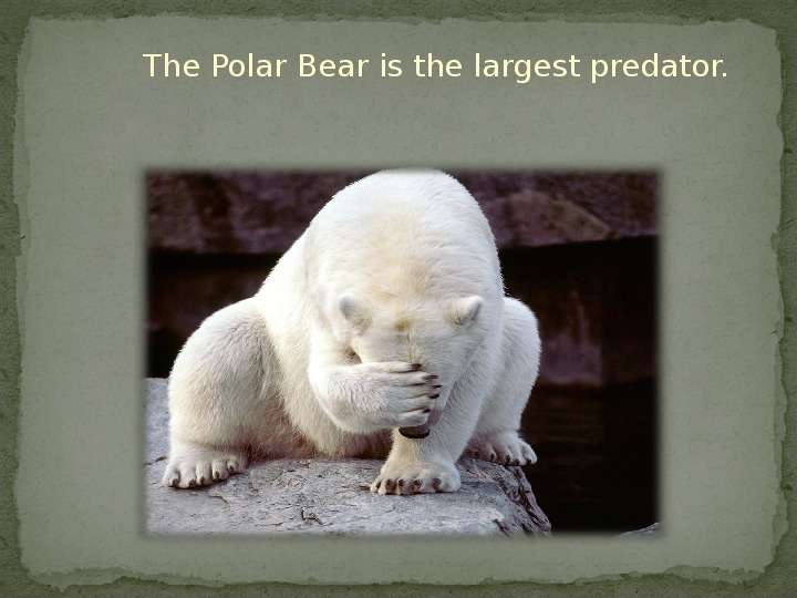 Презентация к уроку английского языка "Polar Bear" - , слайд №2