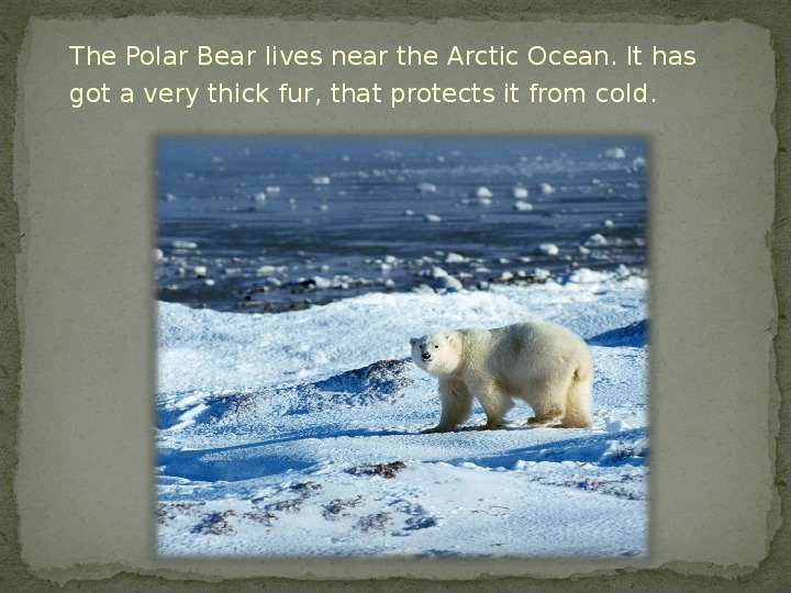 Презентация к уроку английского языка "Polar Bear" - , слайд №3
