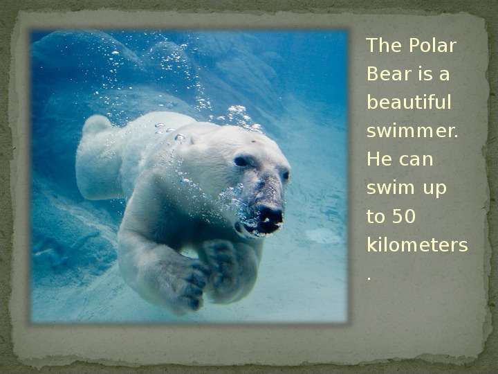 


The Polar Bear is a beautiful swimmer. He can swim up to 50 kilometers.
The Polar Bear is a beautiful swimmer. He can swim up to 50 kilometers.
