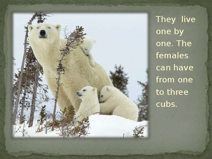 


They  live one by one. The females can have from one to three cubs.
They  live one by one. The females can have from one to three cubs.
