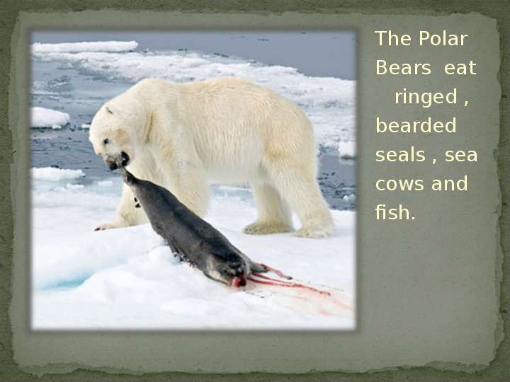 


The Polar Bears  eat    ringed , bearded seals , sea cows and fish.
The Polar Bears  eat    ringed , bearded seals , sea cows and fish.
