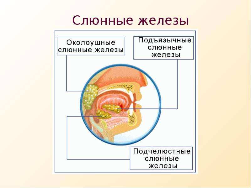 Пищеварение в ротовой полости и в желудке 8 класс биология презентация