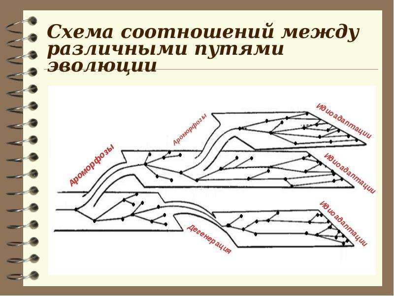 Назовите путь эволюции изображенный на рисунке 1 к чему приводит данный путь эволюции