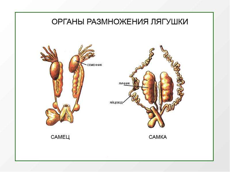 Особенности размножения человека 8 класс. Органы размножения. Органы системы органов размножения. Строение органов размножения человека. Мочеполовая система лягушки.