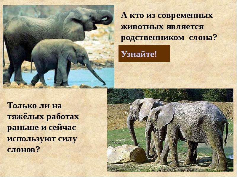 Родственники слоновых. Животные родственные слонам. Кто тяжелее слона. Родственники слонов. Сородич слона.