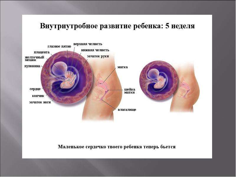 На какой неделе появляется сердцебиение. Когда у эмбриона появляется сердце. На какой неделе начинает биться сердце у ребенка. На каком сроке начинает биться сердечко у плода. Когда начинает биться сердечко у эмбриона.