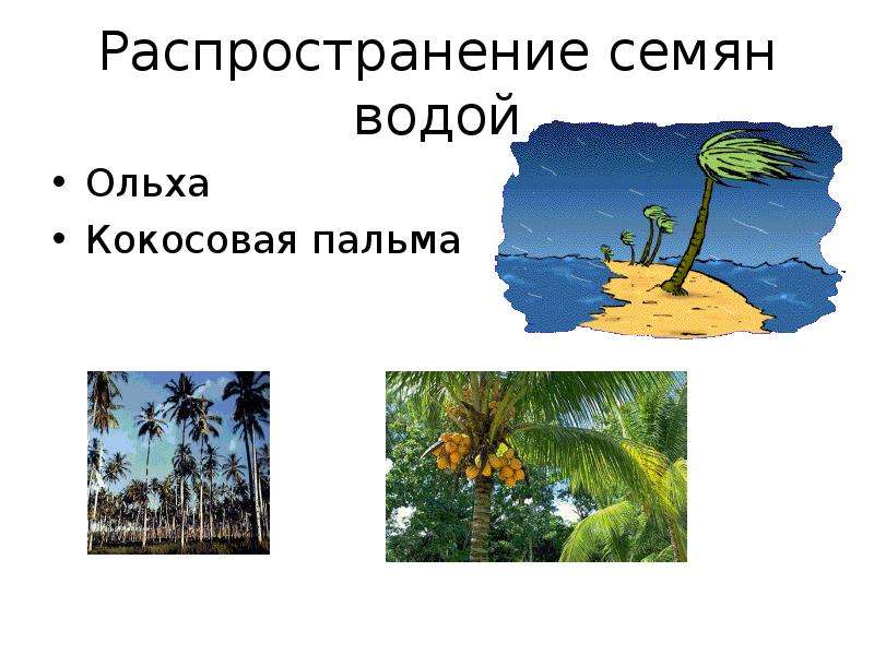 Сейшельская пальма способ распространения семян. Распространение плодов и семян водой. Распространение растений водой. Семена распространение водой. Кокос распространение семян.