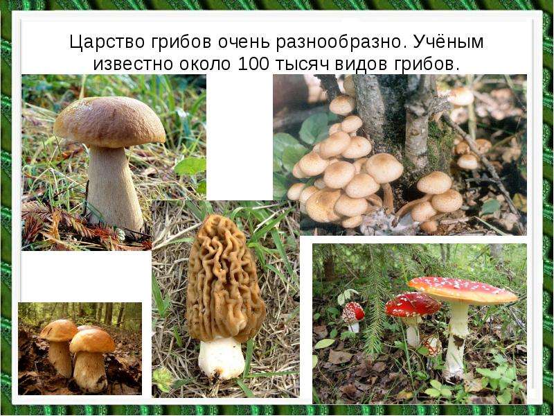 Царство грибов очень разнообразно. Учёным известно около 100 тысяч видов грибов.