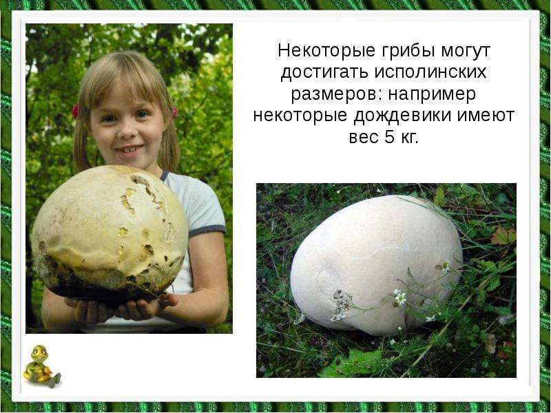 Некоторые грибы могут достигать исполинских размеров: например некоторые дождевики имеют вес 5 кг.