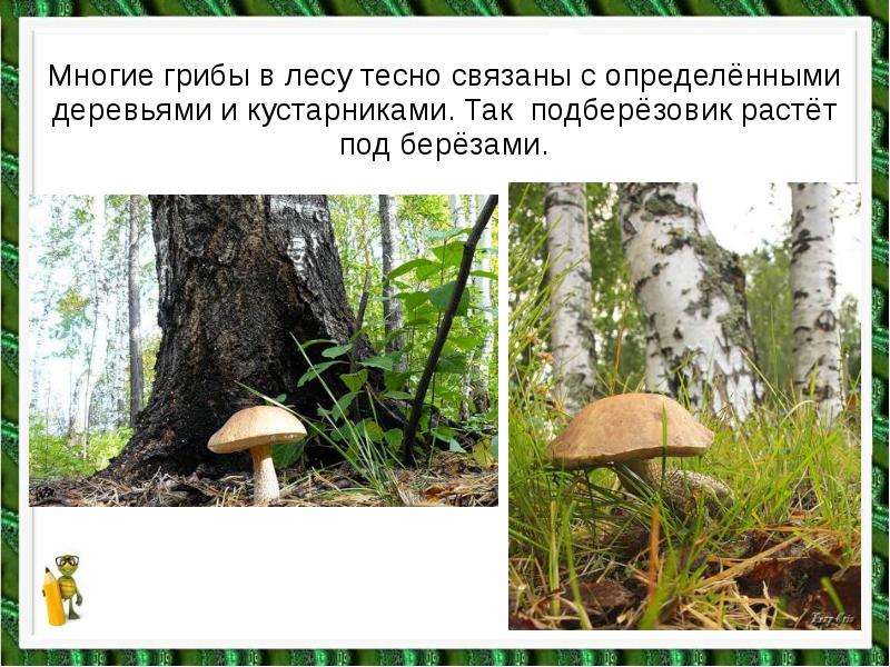 Многие грибы в лесу тесно связаны с определёнными деревьями и кустарниками. Так подберёзовик растёт